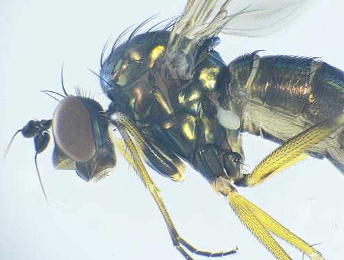 Syntormon zelleri
